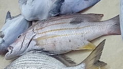 Lutjanus indicus