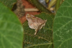 Pangrapta