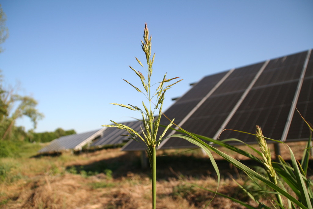 Sorghum