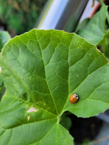 Asiatischer Marienkäfer