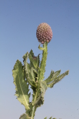 Sphaeranthus indicus