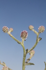 Sphaeranthus indicus