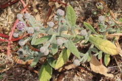 Sphaeranthus indicus