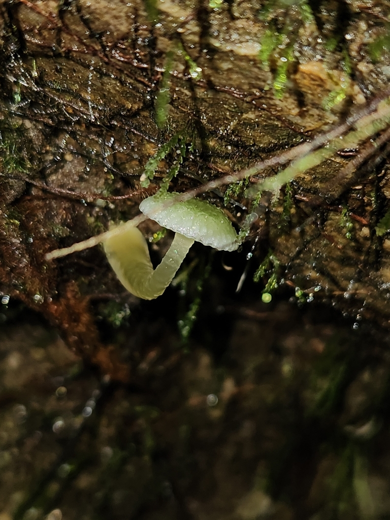 Gliophorus graminicolor · June 2025 · photo: © archie_tarn (iNaturalist, cc-by)