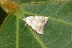 Nola marginata