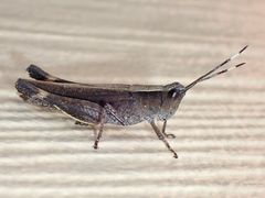 Rectitropis
