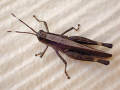 Rectitropis