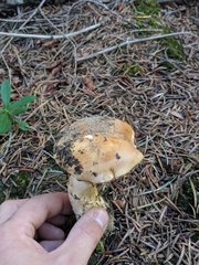 Phlegmacium variosimile