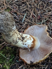 Phlegmacium variosimile