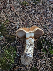 Phlegmacium variosimile