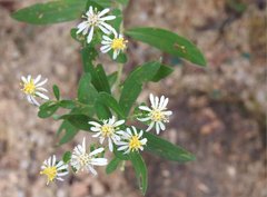 Aster baccharoides