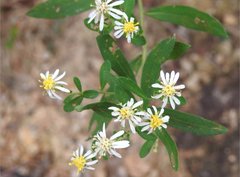 Aster baccharoides