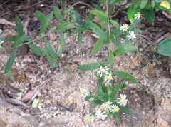 Aster baccharoides