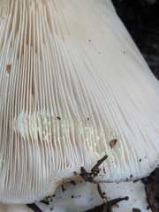 Lactarius resimus