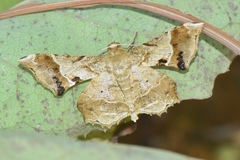 Krananda oliveomarginata