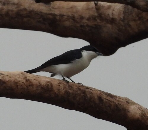 Paperbark Flycatcher (Myiagra nana), photo 10