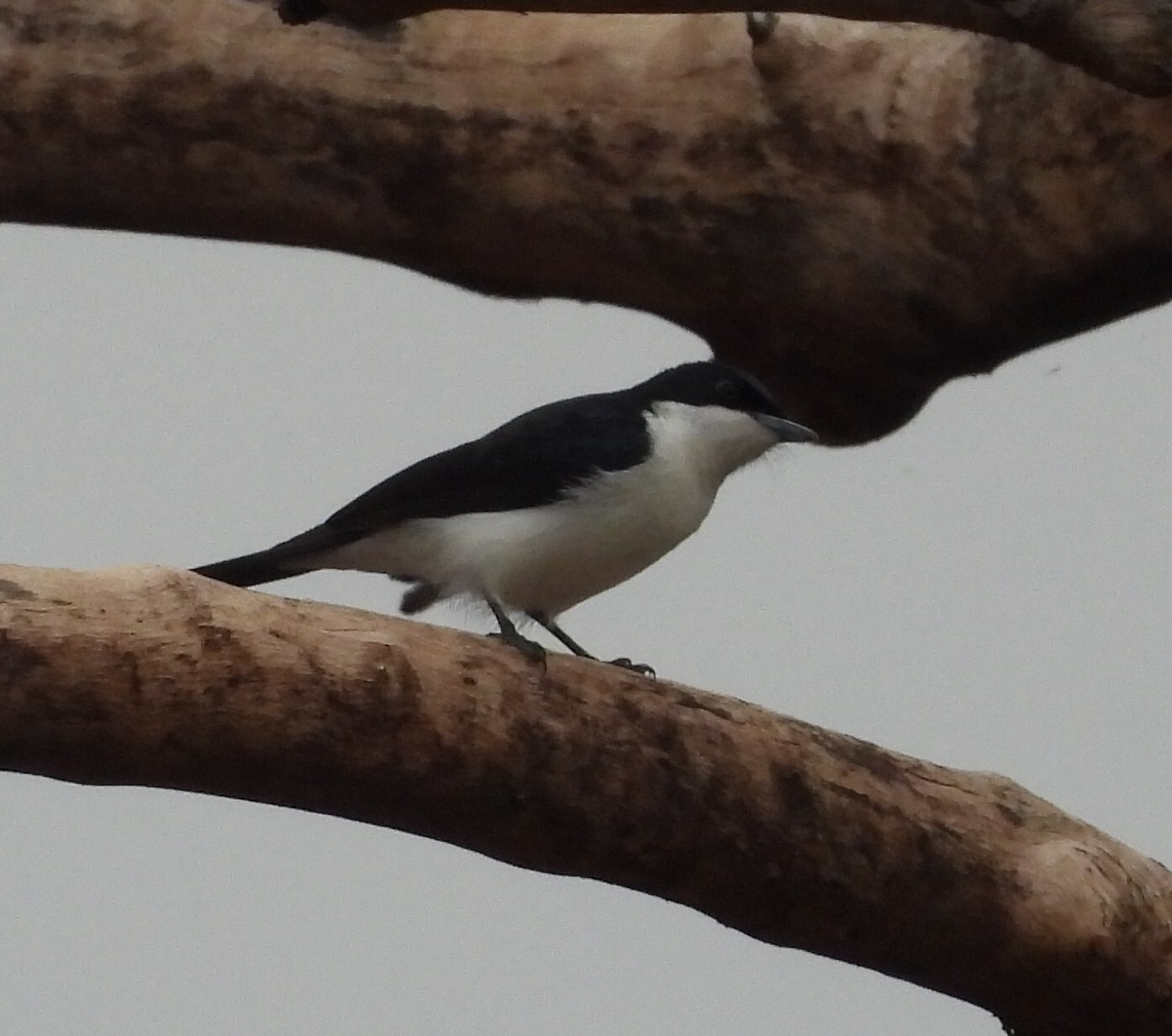 Paperbark Flycatcher (Myiagra nana), photo 10