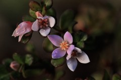 Boronia algida