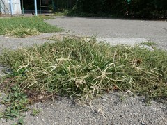 Eleusine indica
