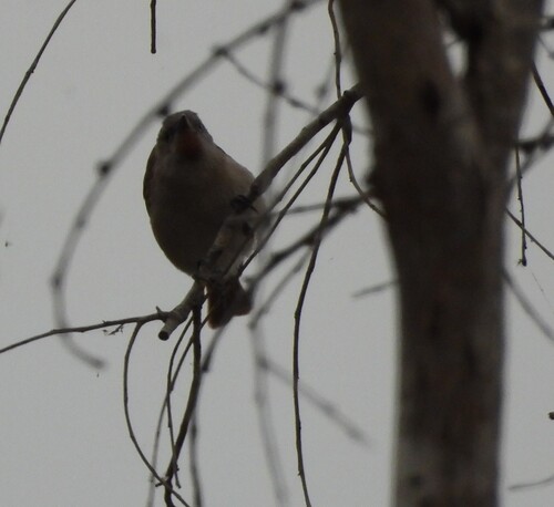 Rufous-throated Honeyeater (Conopophila rufogularis), photo 5
