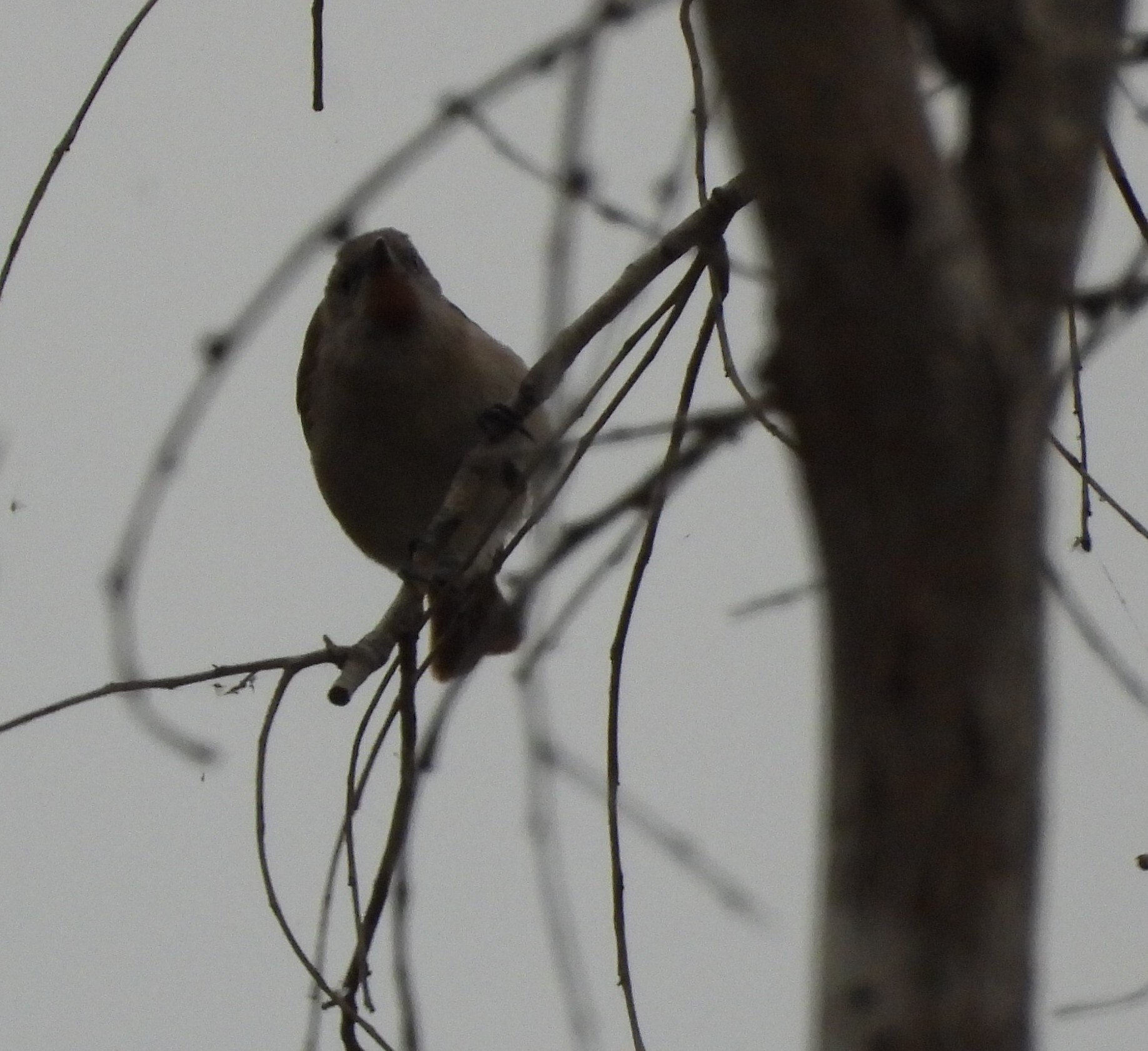 Rufous-throated Honeyeater (Conopophila rufogularis), photo 3