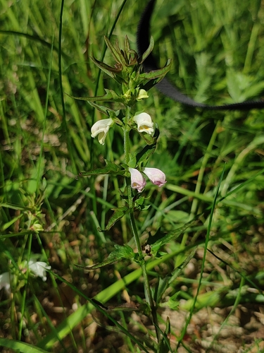 Melampyrum saxosum (Melampyrum saxosum)