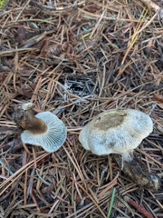 Hygrophorus caeruleus