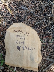 Hygrophorus caeruleus