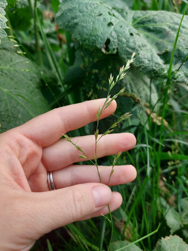 Poa pratensis