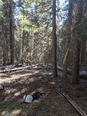 Hygrophorus caeruleus