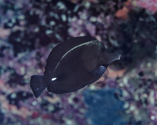 Zebrasoma rostratum observed 2025-06-02