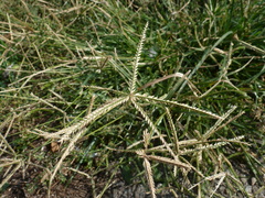 Eleusine indica