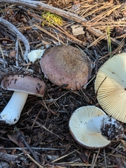 Russula murrillii