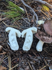 Russula murrillii