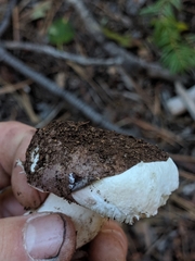 Russula murrillii