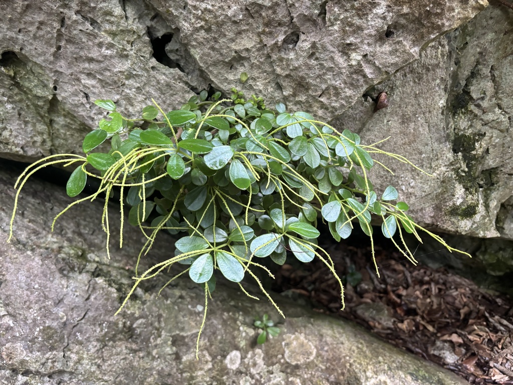 Peperomia japonica