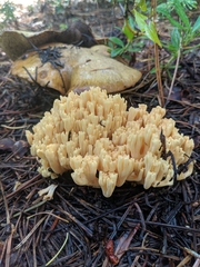 Ramaria flavigelatinosa