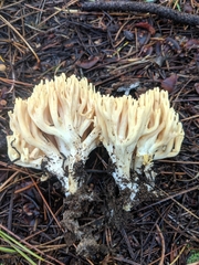 Ramaria flavigelatinosa
