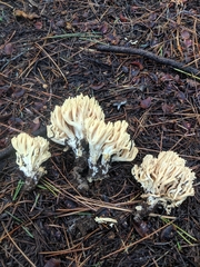 Ramaria flavigelatinosa