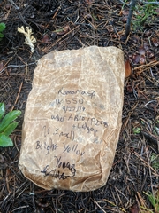 Ramaria flavigelatinosa