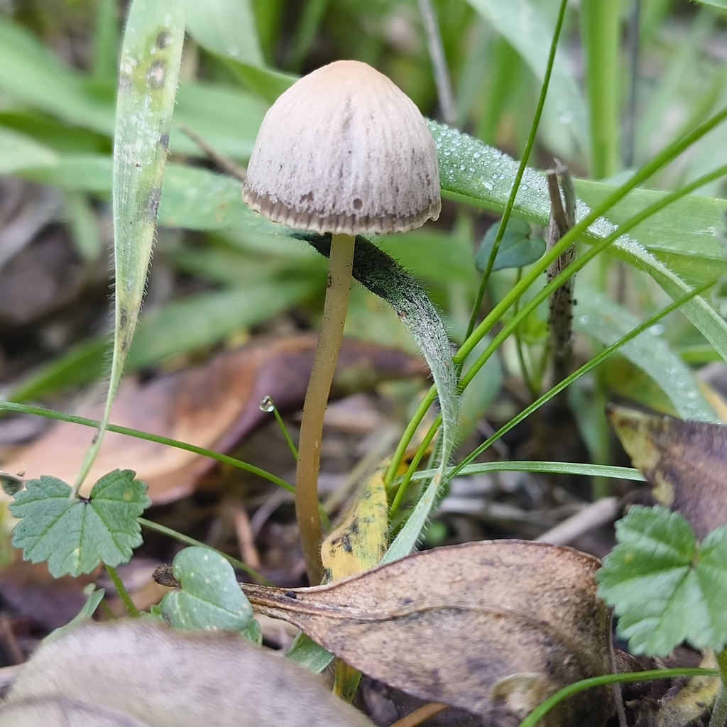 Psathyrella · June 2025 · photo: © zedt (iNaturalist, cc-by)