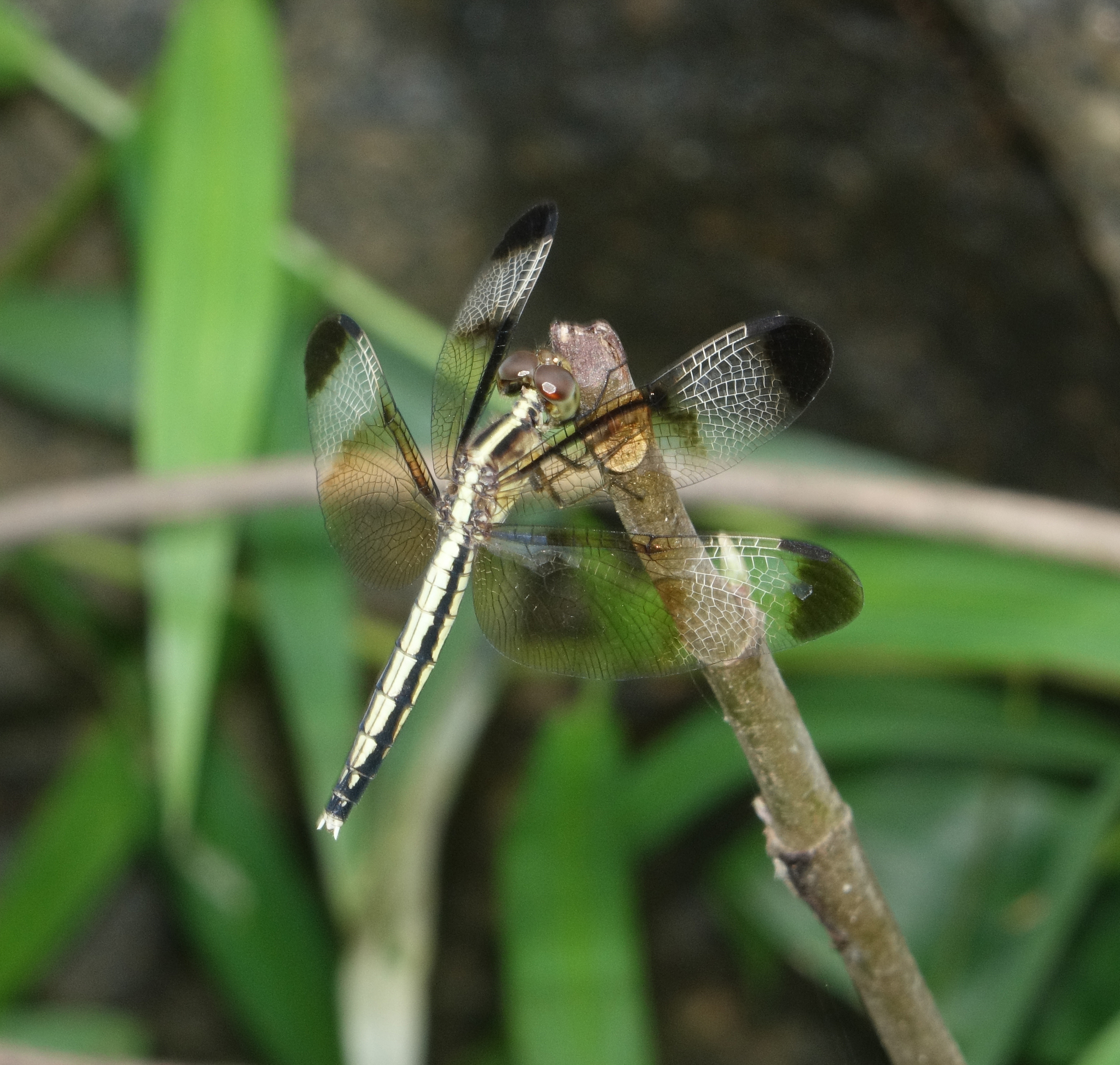 Pied Paddy Skimmer