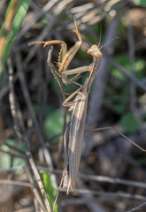 Mantis religiosa