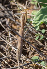 Mantis religiosa