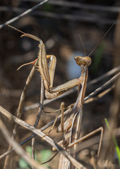 Mantis religiosa