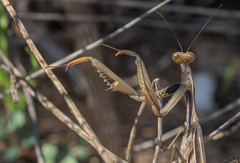 Mantis religiosa