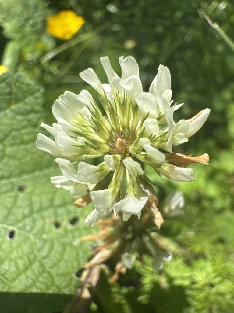 Trifolium repens
