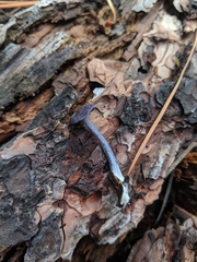 Entoloma occidentale