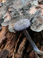 Entoloma occidentale