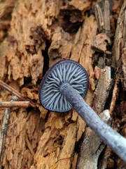 Entoloma occidentale